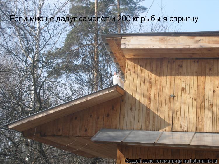 Если мне не дадут самолёт и 200 кг рыбы я спрыгну... Котоматрица: Если мне не дадут самолёт и 200 кг рыбы я спрыгну