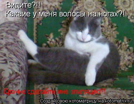 Видите?!! Какаие у меня волосы на ногах?! Срочно сделайте мне эпиляцию!!!... Котоматрица: Видите?!! Какаие у меня волосы на ногах?! Срочно сделайте мне эпиляцию!!!