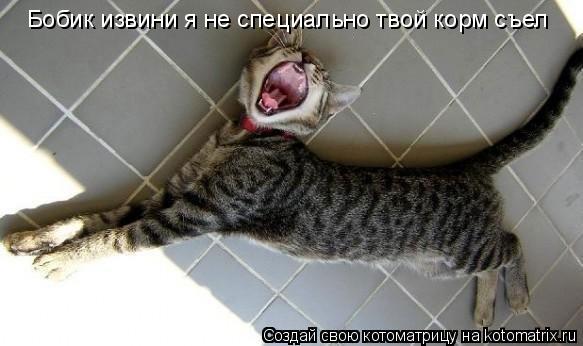 Бобик извини я не специально твой корм съел... Котоматрица: Бобик извини я не специально твой корм съел