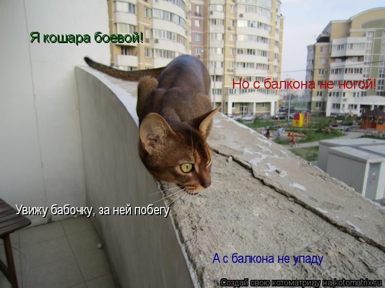 Я кошара боевой! Но с балкона не ногой Но с балкона не ногой! Увижу бабочку, за ней побегу А с балкон... Котоматрица: Я кошара боевой! Но с балкона не ногой Но с балкона не ногой! Увижу бабочку, за ней побегу А с балкона не упаду