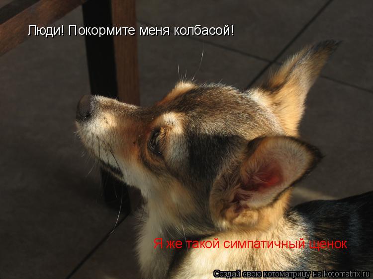 Люди! Покормите меня колбасой! Я же такой симпатичный щенок... Котоматрица: Люди! Покормите меня колбасой! Я же такой симпатичный щенок