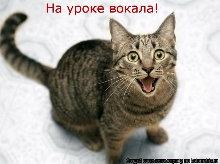 На уроке вокала!... Котоматрица: На уроке вокала!