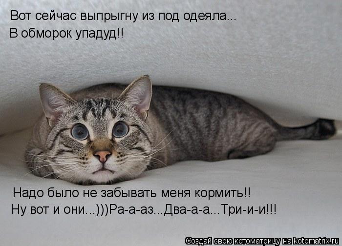 Вот сейчас выпрыгну из под одеяла... В обморок упадуд!! Надо было не забывать меня кормить!! Ну вот и... Котоматрица: Вот сейчас выпрыгну из под одеяла... В обморок упадуд!! Надо было не забывать меня кормить!! Ну вот и они...)))Ра-а-аз...Два-а-а...Три-и-и!!!