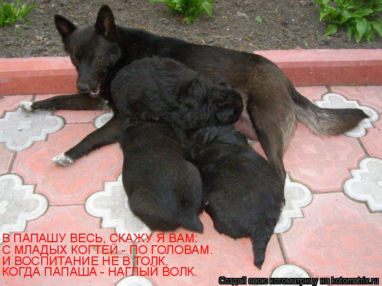 В ПАПАШУ ВЕСЬ, СКАЖУ Я ВАМ: С МЛАДЫХ КОГТЕЙ - ПО ГОЛОВАМ. И ВОСПИТАНИЕ НЕ В ТОЛК, КОГДА ПАПАША - НАГЛ... Котоматрица: В ПАПАШУ ВЕСЬ, СКАЖУ Я ВАМ: С МЛАДЫХ КОГТЕЙ - ПО ГОЛОВАМ. И ВОСПИТАНИЕ НЕ В ТОЛК, КОГДА ПАПАША - НАГЛЫЙ ВОЛК.