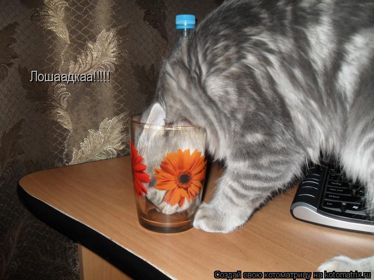 Лошаадкаа!!!!!... Котоматрица: Лошаадкаа!!!!!