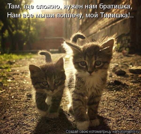Там, где сложно, нужен нам братишка, Нам все мыши поплечу, мой Тииишка!..... Котоматрица: Там, где сложно, нужен нам братишка, Нам все мыши поплечу, мой Тииишка!..