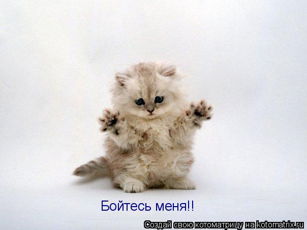 Бойтесь меня!!... Котоматрица: Бойтесь меня!!