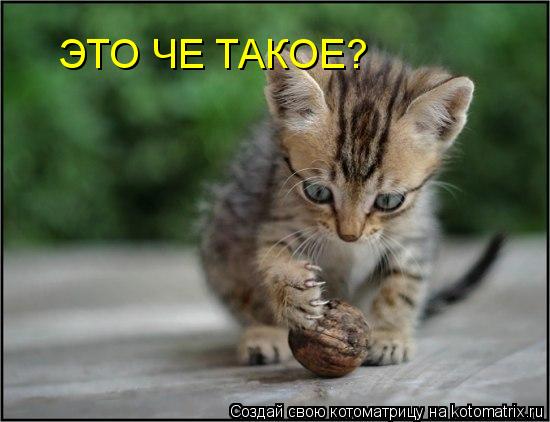ЭТО ЧЕ ТАКОЕ?... Котоматрица: ЭТО ЧЕ ТАКОЕ?
