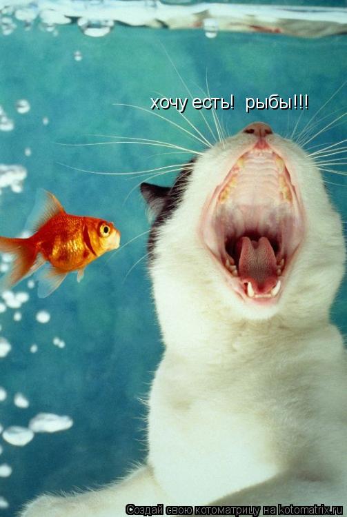 хочу есть! рыбы!!!... Котоматрица: хочу есть! рыбы!!!
