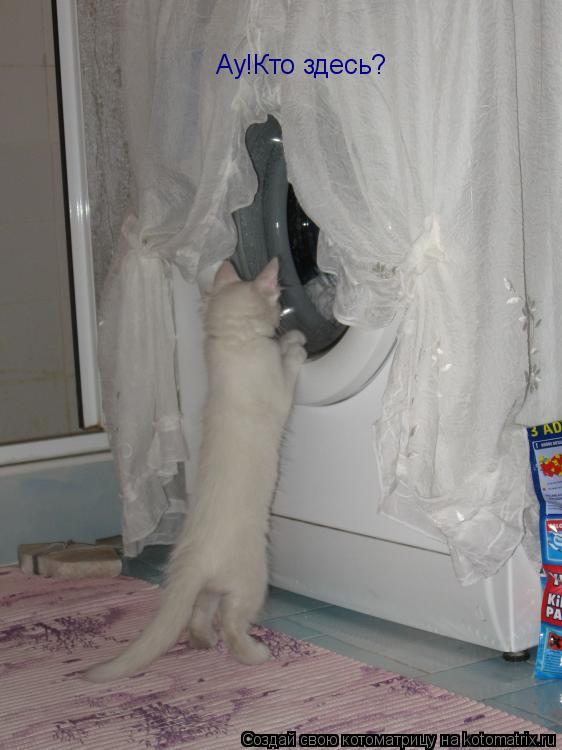 Ау!Кто здесь?... Котоматрица: Ау!Кто здесь?