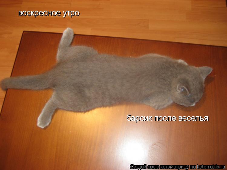 воскресное утро барсик после веселья... Котоматрица: воскресное утро барсик после веселья