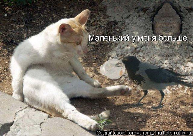 Маленький у меня больше... Котоматрица: Маленький у меня больше