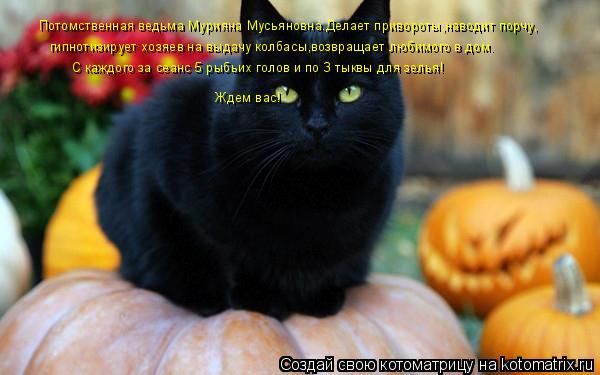 Потомственная ведьма Мурияна Мусьяновна.Делает привороты,наводит порчу, гипнотизирует хозяев на выдач... Котоматрица: Потомственная ведьма Мурияна Мусьяновна.Делает привороты,наводит порчу, гипнотизирует хозяев на выдачу колбасы,возвращает любимого в дом