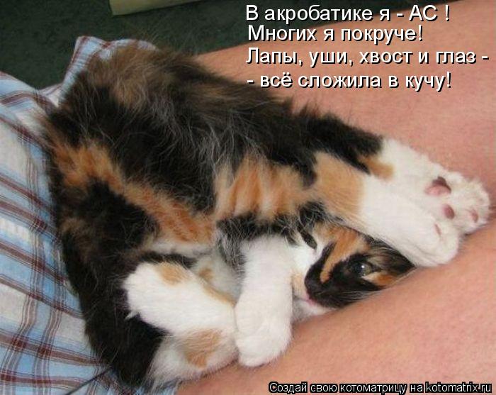 В акробатике я - АС ! Лапы, уши, хвост и глаз - - всё сложила в кучу! Многих я покруче!... Котоматрица: В акробатике я - АС ! Лапы, уши, хвост и глаз - - всё сложила в кучу! Многих я покруче!