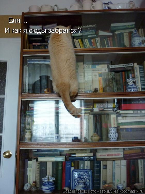 Бля.... И как я сюды забрался?... Котоматрица: Бля.... И как я сюды забрался?