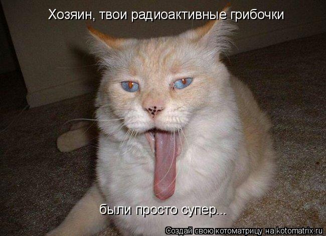 Хозяин, твои радиоактивные грибочки были просто супер...... Котоматрица: Хозяин, твои радиоактивные грибочки были просто супер...