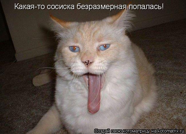 Какая-то сосиска безразмерная попалась!... Котоматрица: Какая-то сосиска безразмерная попалась!