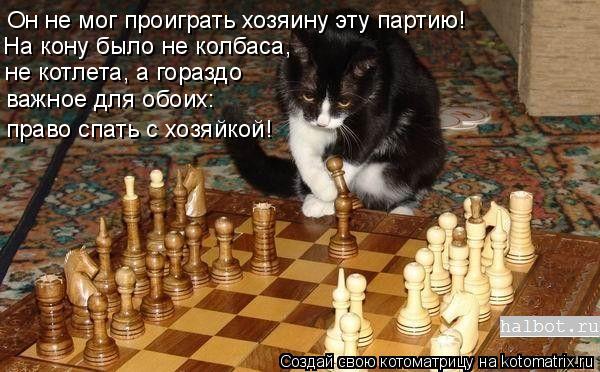 Котоматрица: Он не мог проиграть хозяину эту партию! На кону было не колбаса, не котлета, а гораздо важное для обоих: право спать с хозяйкой!