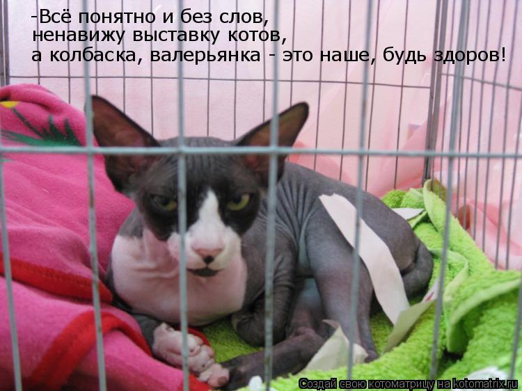 а колбаска, валерьянка - это наше, будь здоров! ненавижу выставку котов, -Всё понятно и без слов,... Котоматрица: а колбаска, валерьянка - это наше, будь здоров! ненавижу выставку котов, -Всё понятно и без слов,
