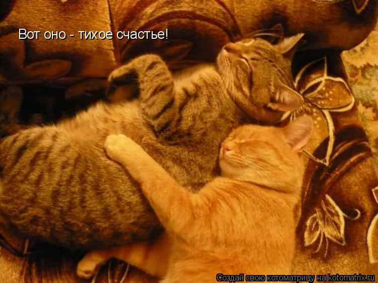Вот оно - тихое счастье!... Котоматрица: Вот оно - тихое счастье!