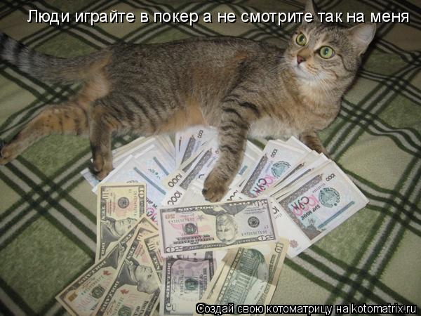 Люди играйте в покер а не смотрите так на меня... Котоматрица: Люди играйте в покер а не смотрите так на меня