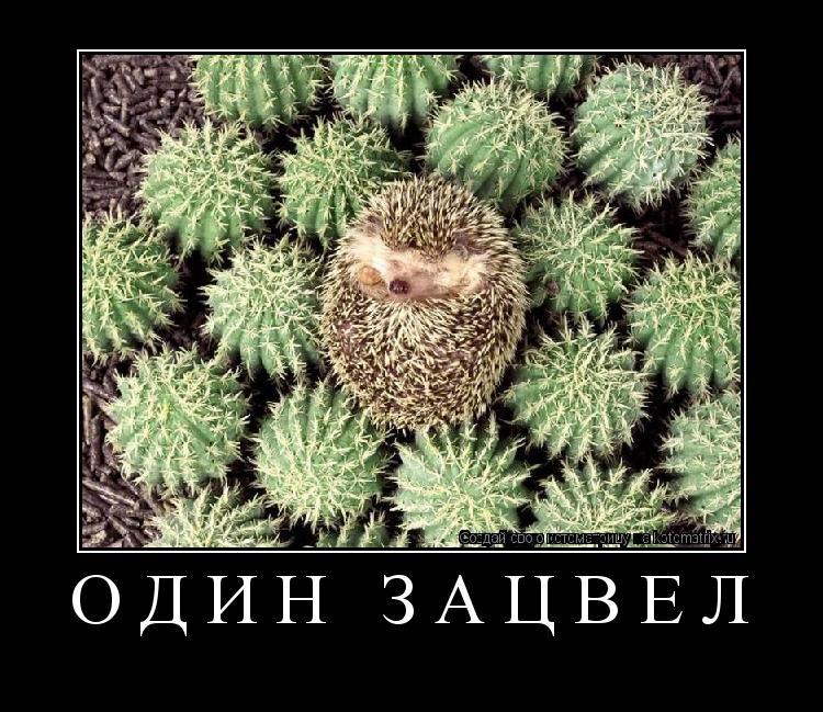 один зацвёл ... Котоматрица: один зацвёл
