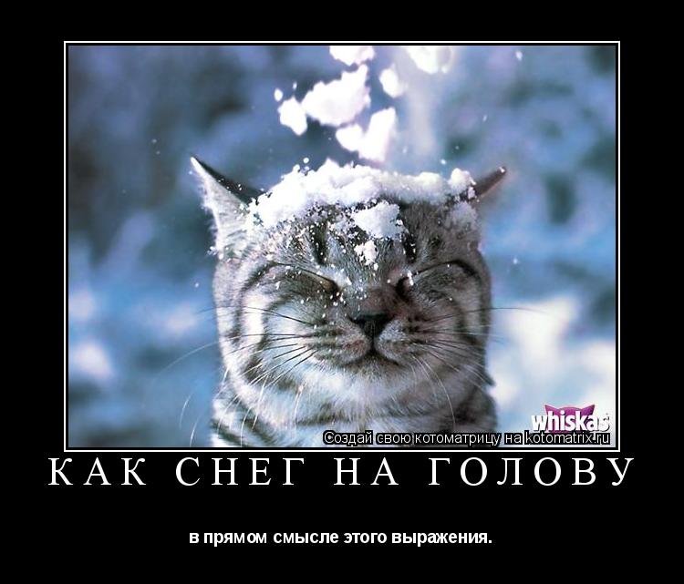 Котоматрица: Как снег на голову в прямом смысле этого выражения.