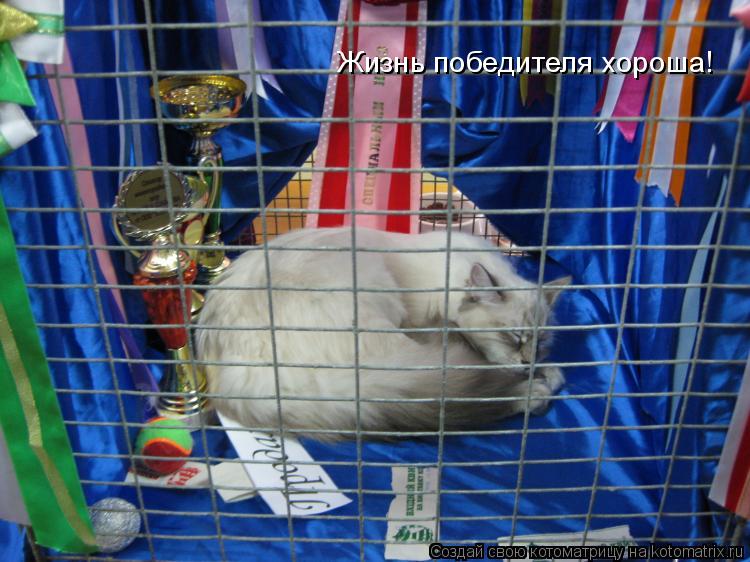Жизнь победителя хороша!... Котоматрица: Жизнь победителя хороша!