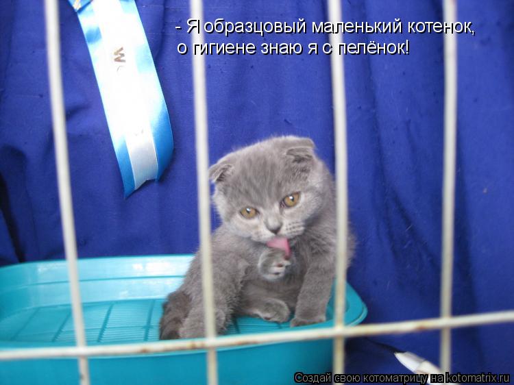 - Я образцовый маленький котенок, о гигиене знаю я с пелёнок!... Котоматрица: - Я образцовый маленький котенок, о гигиене знаю я с пелёнок!