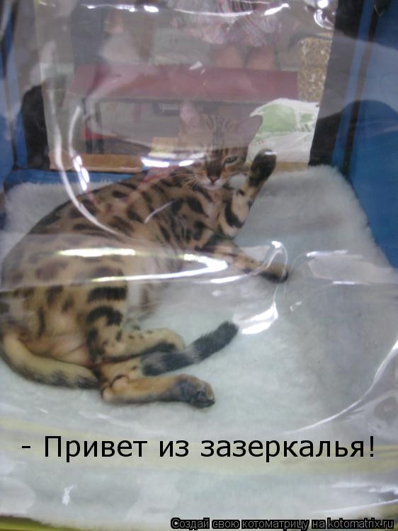 - Привет из зазеркалья!... Котоматрица: - Привет из зазеркалья!