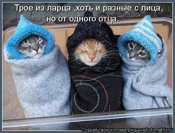 Трое из ларца ,хоть и разные с лица, но от одного отца.... Котоматрица: Трое из ларца ,хоть и разные с лица, но от одного отца.