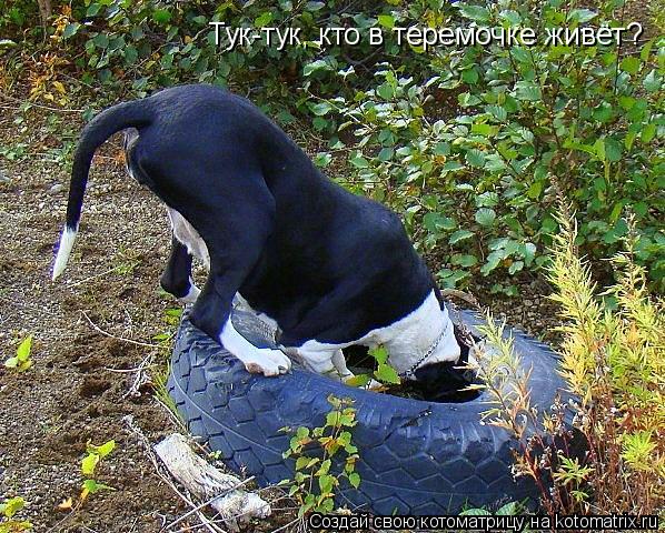 Тук-тук, кто в теремочке живёт? Тук-тук, кто в теремочке живёт?... Котоматрица: Тук-тук, кто в теремочке живёт? Тук-тук, кто в теремочке живёт?