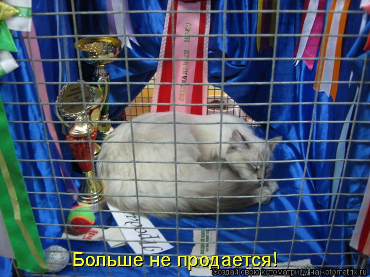 Больше не продается!... Котоматрица: Больше не продается!
