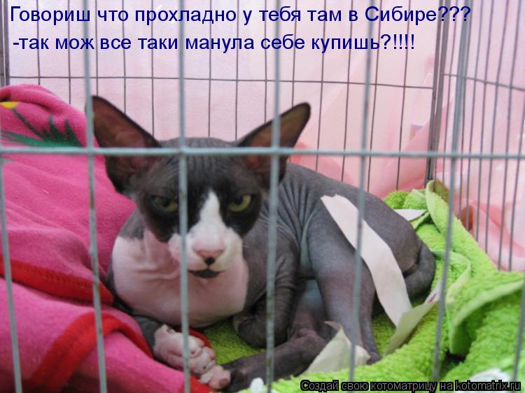 Котоматрица: Говориш что прохладно у тебя там в Сибире??? -так мож все таки манула себе купишь?!!!!