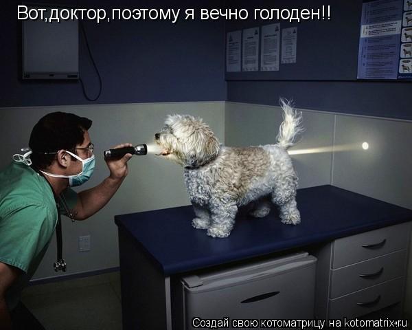 Вот,доктор,поэтому я вечно голоден!!... Котоматрица: Вот,доктор,поэтому я вечно голоден!!