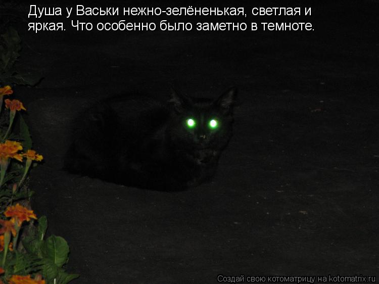 Душа у Васьки нежно-зелёненькая, светлая и яркая. Что особенно было заметно в темноте.... Котоматрица: Душа у Васьки нежно-зелёненькая, светлая и яркая. Что особенно было заметно в темноте.