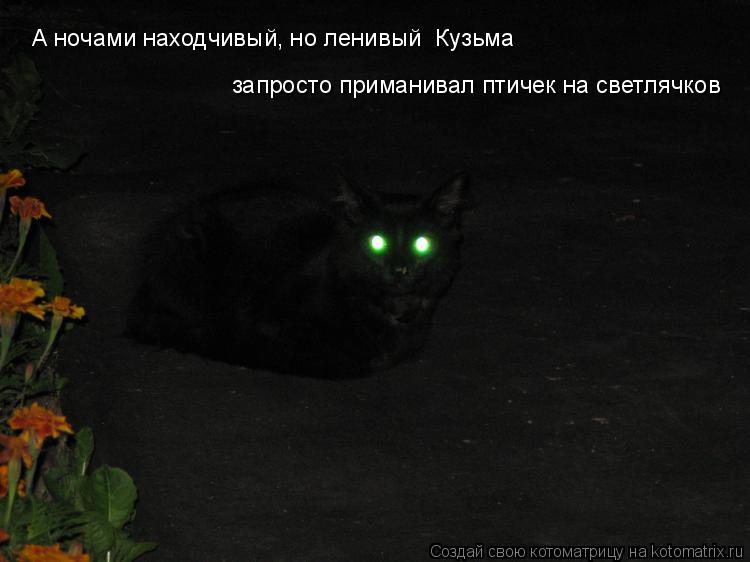 А ночами находчивый, но ленивый Кузьма запросто приманивал птичек на светлячков... Котоматрица: А ночами находчивый, но ленивый Кузьма запросто приманивал птичек на светлячков