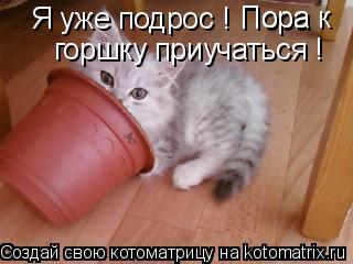 Я уже подрос ! Пора Пора к горшку приучаться !... Котоматрица: Я уже подрос ! Пора Пора к горшку приучаться !