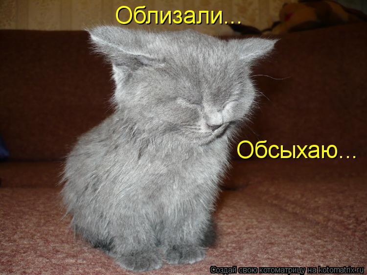 Облизали... Обсыхаю...... Котоматрица: Облизали... Обсыхаю...