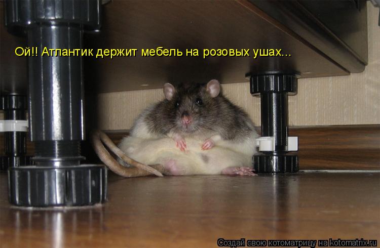 Ой!! Атлантик держит мебель на розовых ушах...... Котоматрица: Ой!! Атлантик держит мебель на розовых ушах...