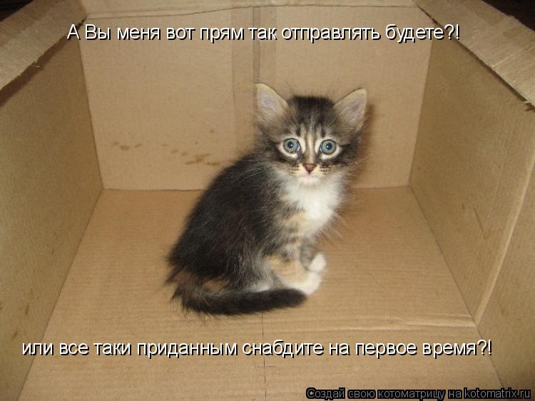 Котоматрица: А Вы меня вот прям так отправлять будете?! или все таки приданным снабдите на первое время?!