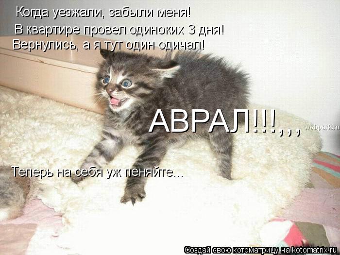 Когда уезжали, забыли меня! В квартире провел одиноких 3 дня! Вернулись, а я тут один одичал! Теперь ... Котоматрица: Когда уезжали, забыли меня! В квартире провел одиноких 3 дня! Вернулись, а я тут один одичал! Теперь на себя уж пеняйте... АВРАЛ!!!,,,