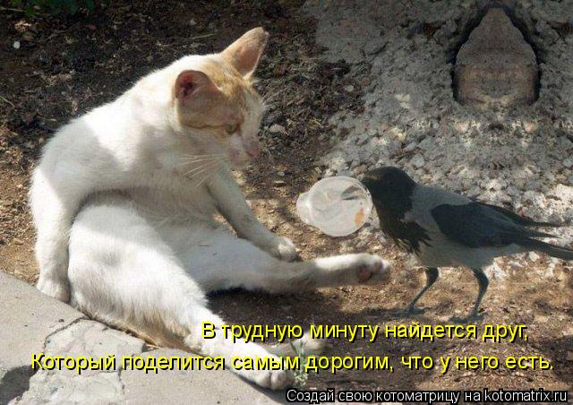 Котоматрица: В трудную минуту найдется друг,  Который поделится самым дорогим, что у него есть.