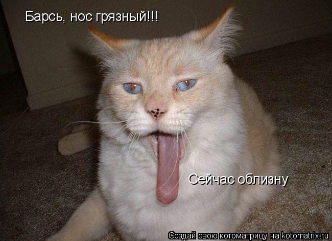 Барсь, нос грязный!!! Сейчас облизну... Котоматрица: Барсь, нос грязный!!! Сейчас облизну
