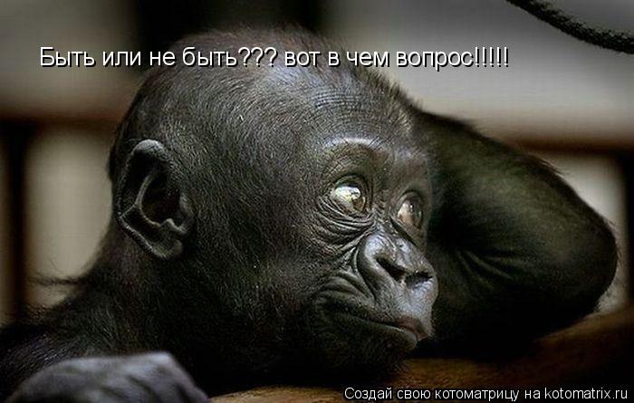 Быть или не быть??? вот в чем вопрос!!!!!... Котоматрица: Быть или не быть??? вот в чем вопрос!!!!!