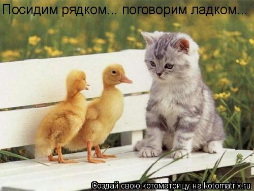 Посидим рядком... поговорим ладком...... Котоматрица: Посидим рядком... поговорим ладком...