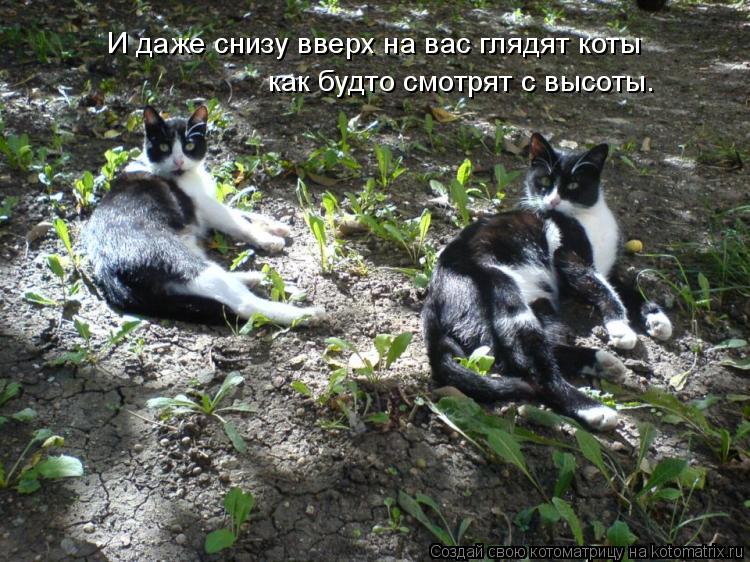 И даже снизу вверх на вас глядят коты как будто смотрят с высоты.... Котоматрица: И даже снизу вверх на вас глядят коты как будто смотрят с высоты.