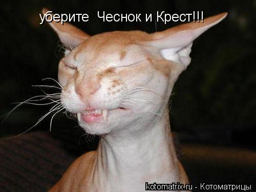 уберите Чеснок и Крест!!!... Котоматрица: уберите Чеснок и Крест!!!