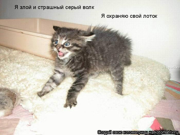 Я злой и страшный серый волк Я охраняю свой лоток... Котоматрица: Я злой и страшный серый волк Я охраняю свой лоток