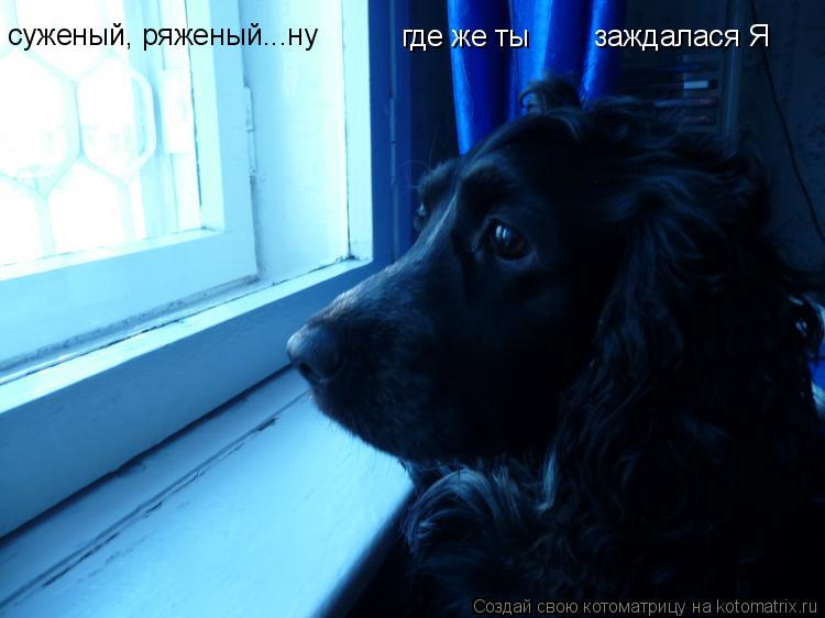 суженый, ряженый...ну где же ты заждалася Я... Котоматрица: суженый, ряженый...ну где же ты заждалася Я